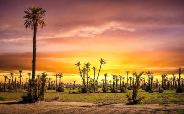 بستان النخيل عند غروب الشمس مراكش المغرب